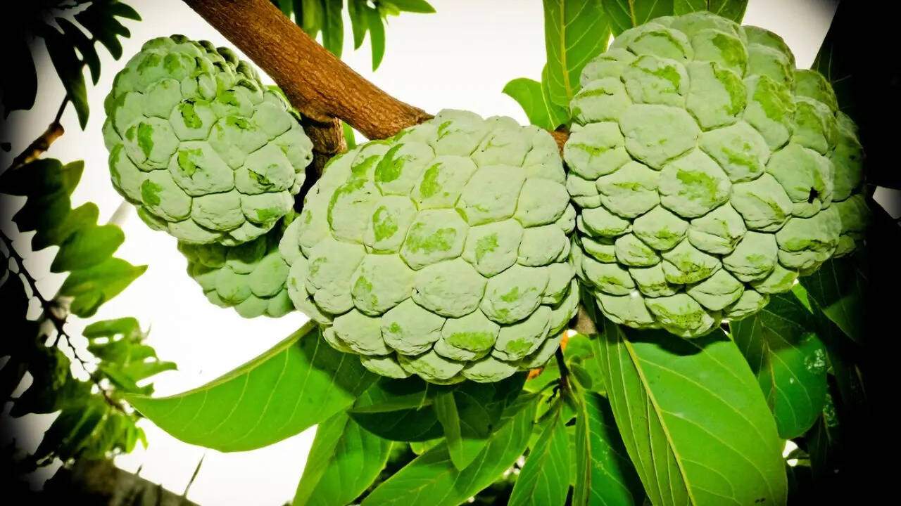 Custard apple benefits