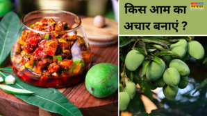 Best Mangoes For Pickle कच्चे आम से बनाएं स्वादिष्ट अचार देखें आम का अचार बनाने के लिए सीजन के बेस्ट आम कौन से हैं