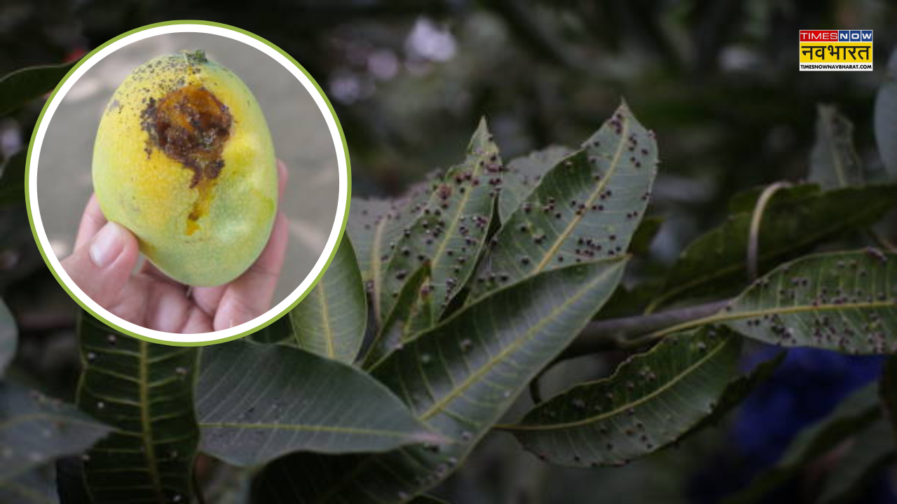 pest attack on Mango farming