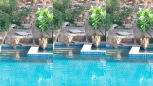 Sher Ka Video उफ्फ ये गर्मी धूप ने किया बेहाल तो स्विमिंग पूल तक आ गए शेर रिसॉर्ट आकर इस तरह बुझाई प्यास