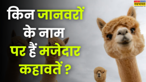 इन जानवरों के नाम पर बनी हैं मजेदार कहावतें हर एक का है खास मतलब यहां जानें
