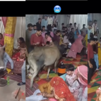 Viral Video शादी की चल रही थी रस्में अचानक घुस गया सांड लोग बोले- ये है वाइल्ड कार्ड एंट्री