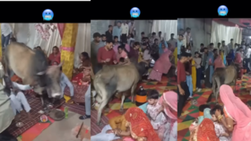 Viral Video शादी की चल रही थी रस्में अचानक घुस गया सांड लोग बोले- ये है वाइल्ड कार्ड एंट्री