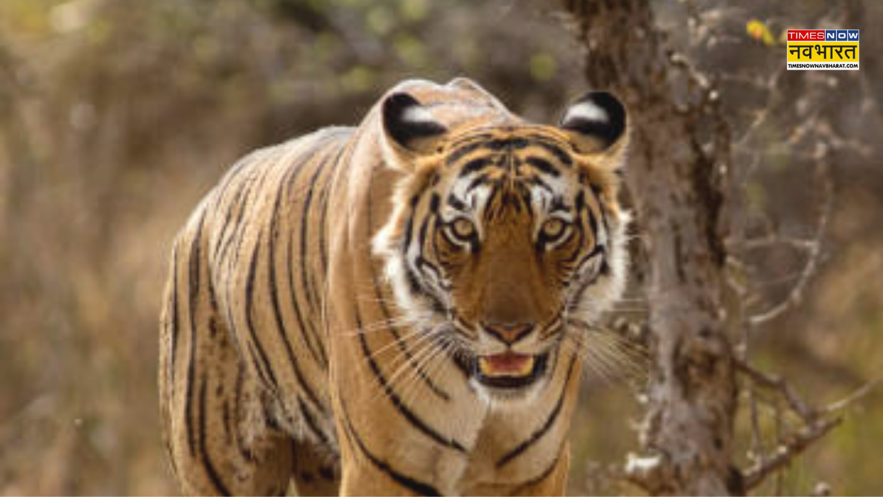 Chandrapur Tiger Attack Case