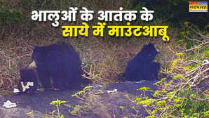 खौफ के साए में हिल स्टेशन माउंटआबू में बढ़ता जा रहा है जंगली जानवरों का आतंक