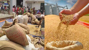 Food Grain Production देश में प्रमुख फसलों की बंपर पैदावार खाद्यान्न उत्पादन का अनुमान रिकॉर्ड स्तर पर
