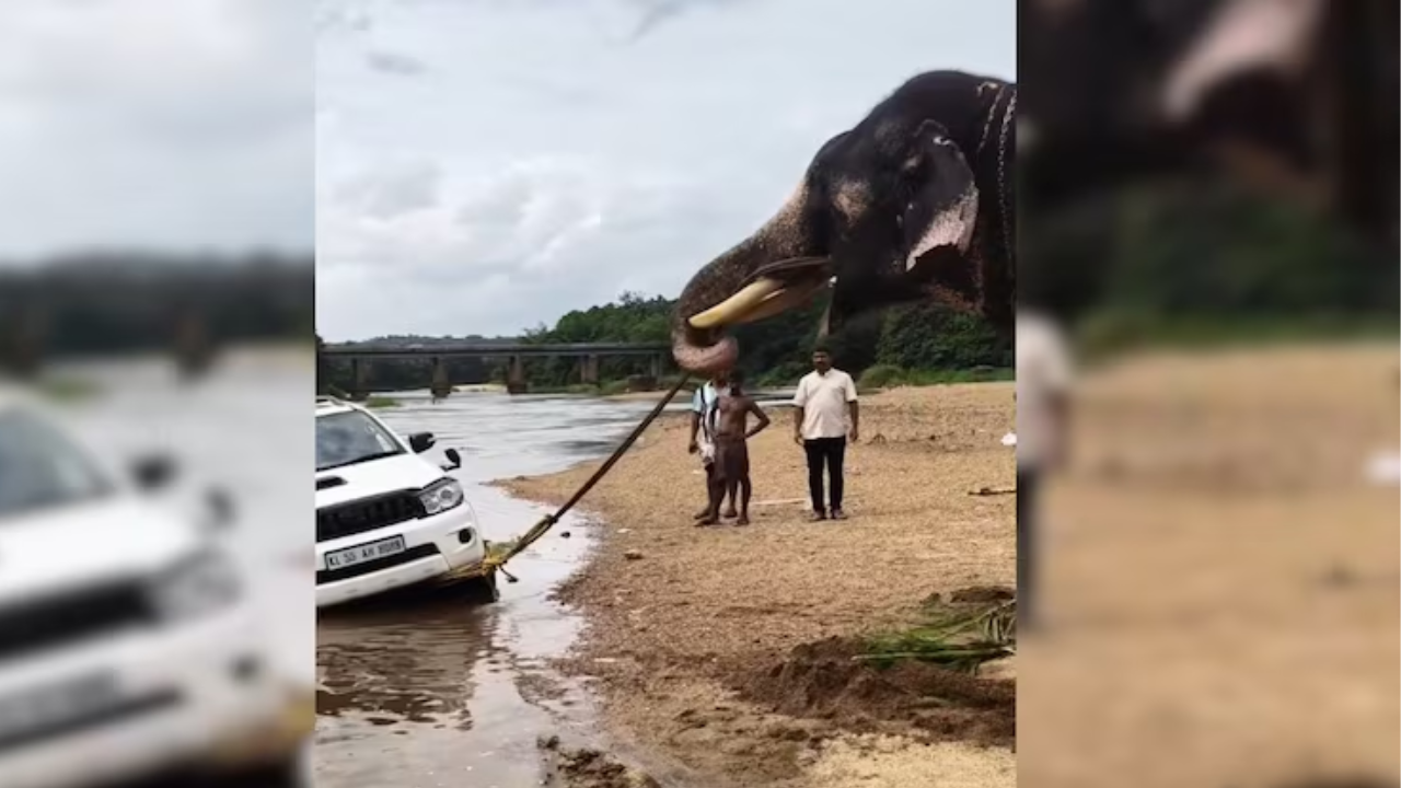 The elephant pulls the luck.