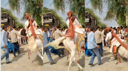 Viral Video Today: दूल्हे के साथ हो गया खेल...घोड़ी से ऐसे गिरा जिंदगीभर नहीं भूल पाएगा अपनी शादी