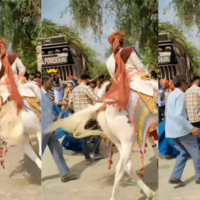 Viral Video Today दूल्हे के साथ हो गया खेलघोड़ी से ऐसे गिरा जिंदगीभर नहीं भूल पाएगा अपनी शादी