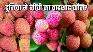 लीची उत्पादन में दुनिया का राजा कौन किस नंबर पर भारत जानकर होंगे हैरान