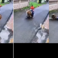 Viral Video Today स्कूटी से जा रही थी लड़की बछड़े ने मारी एंट्री क्लाइमेक्स देखकर उछल जाएंगे