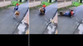Viral Video Today स्कूटी से जा रही थी लड़की बछड़े ने मारी एंट्री क्लाइमेक्स देखकर उछल जाएंगे