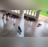 Viral Video कौवे के फुटबॉल कौशल को देख हैरत में पड़े यूजर्स वायरल हो रहा वीडियो