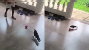 Viral Video कौवे के फुटबॉल कौशल को देख हैरत में पड़े यूजर्स वायरल हो रहा वीडियो