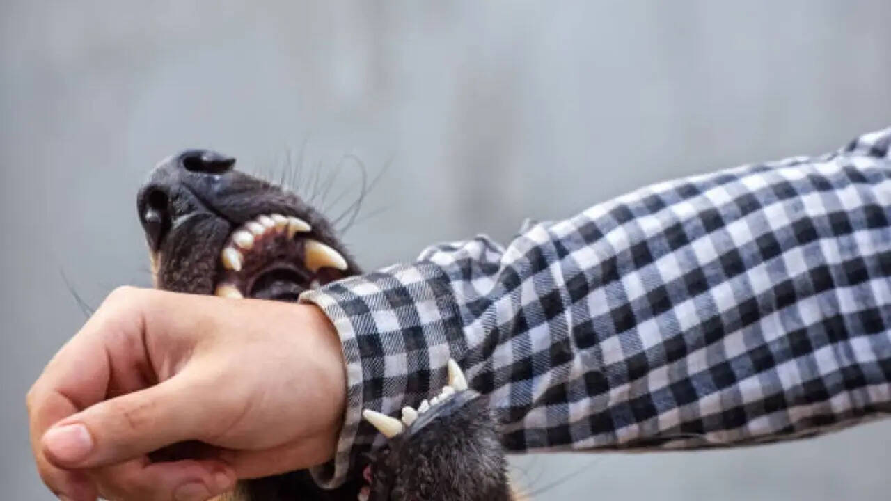 Mysterious animal attack