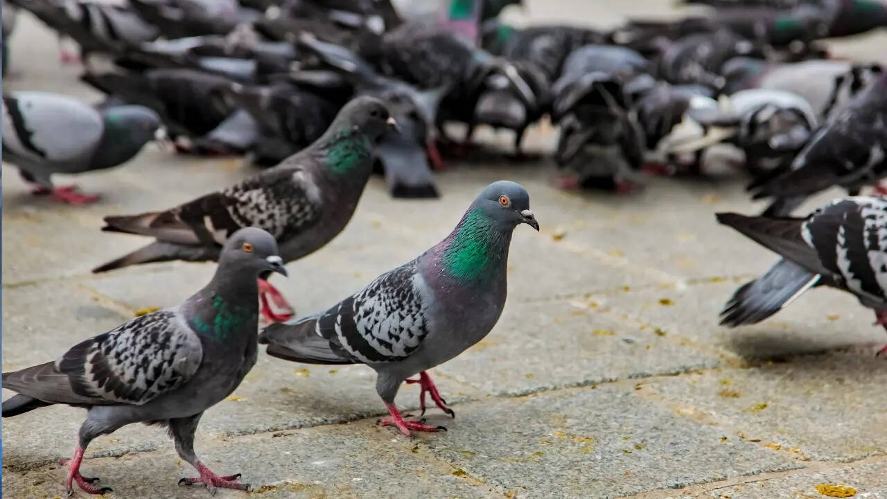 Pigeon issue in Delhi