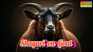 Shayari on Goat सब्ज़ियां हिन्दू हुईं बकरा मुसलमां हो गया बकरीद के माहौल में पढ़ें बकरे पर लिखे मशहूर शेर