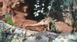 Video छत्तीसगढ़ में रेस्क्यू के बाद हाथी के बच्चे ने किया ऐसा काम देखकर आप भी हैरान हो जाएंगे