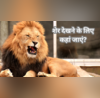 शेर देखने के लिए भारत में मौजूद हैं ये खास जगह जंगल के राजा की दहाड़ सुन कांप जाती है रूह