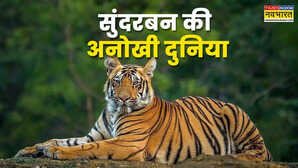 बाघों की रहस्यमयी दुनिया सुंदरबन की गहराइयों में बसी है अनोखी दुनिया