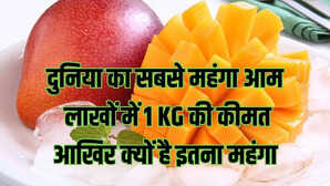 दुनिया का सबसे महंगा आम 1 आम की कीमत में आ जाएगा IPhone इतना क्यों है खास