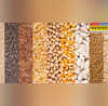 Cereal Seeds किसानों को FREE में दी जा रही मोटे अनाज के बीजों की मिनी किट विकसित कृषि संकल्प अभियान के तहत खास पहल