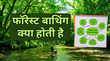 क्या होती है फॉरेस्ट बाथिंग ये जंगल में जाकर नहाना है या कुछ और भारत में कहां से आ रहा है ये ट्रेंड