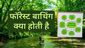क्या होती है फॉरेस्ट बाथिंग ये जंगल में जाकर नहाना है या कुछ और भारत में कहां से आ रहा है ये ट्रेंड