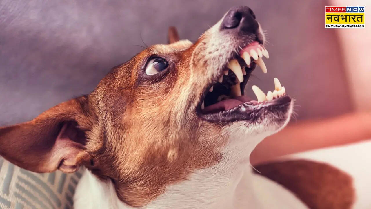 Personas que atacaron perros del partido en Ghaziabad