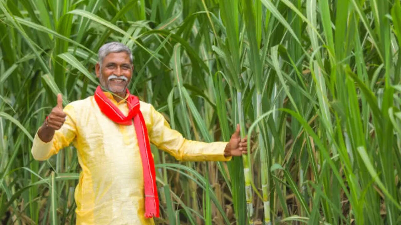 Sugarcane farmer, Sugarcane cultivation, artificial intelligence