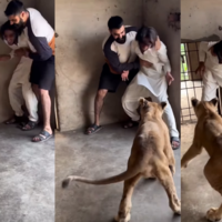 Viral Video Today कमरे के अंदर पहुंच गया बब्बर शेर फिर मचा ऐसा भौकाल देखकर कांप जाएंगे