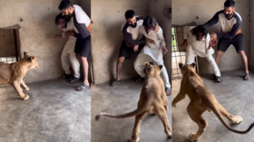 Viral Video Today कमरे के अंदर पहुंच गया बब्बर शेर फिर मचा ऐसा भौकाल देखकर कांप जाएंगे