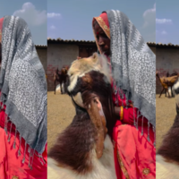 Viral Video Today सिगरेट का धुआं देख मदहोश हो गई बकरी फिर जो हुआ उसे देखकर दंग रह जाएंगे