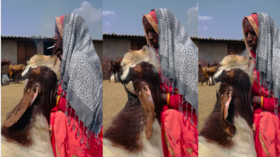 Viral Video Today सिगरेट का धुआं देख मदहोश हो गई बकरी फिर जो हुआ उसे देखकर दंग रह जाएंगे