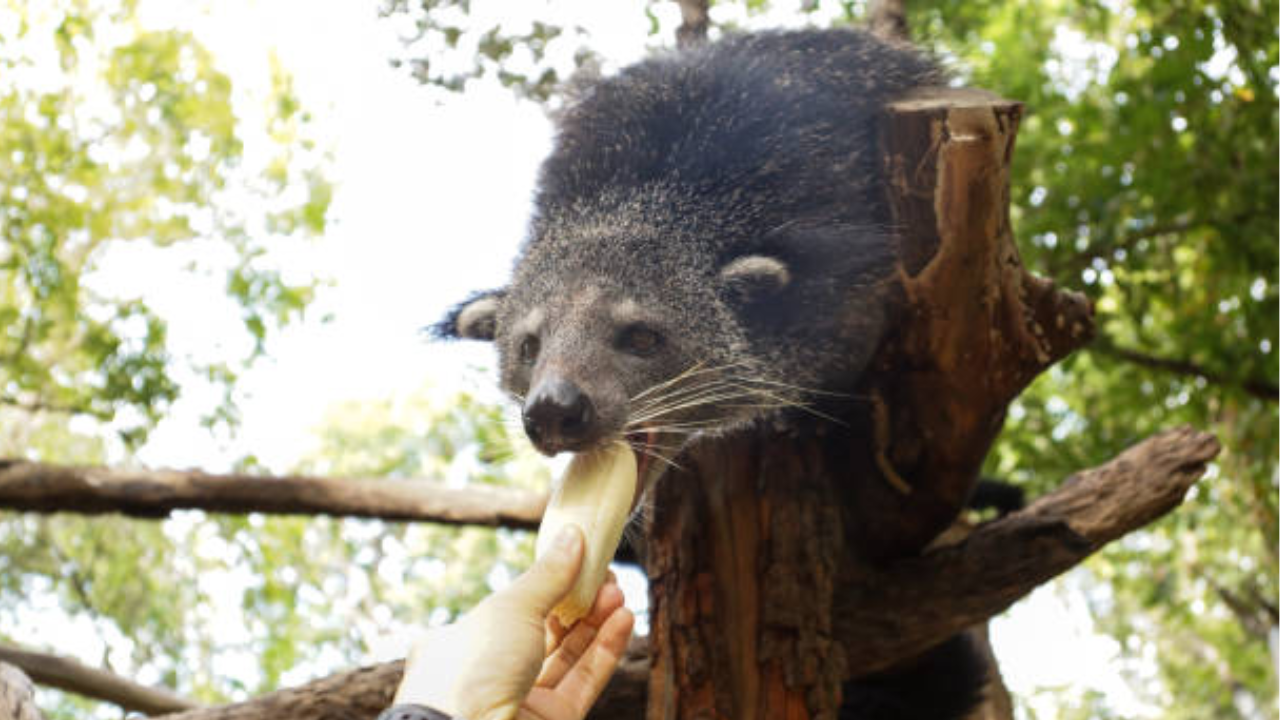 El proyecto de ley civil.