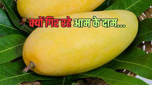क्रैश हुई आम की कीमतें बिक रहे आलू-प्याज के भाव क्यों लुढ़के दाम