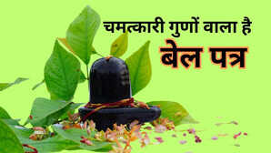 इस पत्ते में छिपे हैं गजब के गुण डायबिटीज का है काल शरीर की मजबूती का जाना जाता है आधार