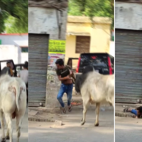 Viral Video Today बीच सड़क सांड ने शख्स को हवा में उछाला फिर नाली में ऐसे गिरा देखकर चौंक जाएंगे