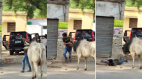 Viral Video Today बीच सड़क सांड ने शख्स को हवा में उछाला फिर नाली में ऐसे गिरा देखकर चौंक जाएंगे