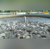 India fish production भारत दुनिया में मछली उत्पादन में कौन-से स्थान पर है जानें भारत का कुल मछली उत्पादन कितना है