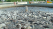 India fish production भारत दुनिया में मछली उत्पादन में कौन-से स्थान पर है जानें भारत का कुल मछली उत्पादन कितना है