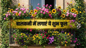 इन सुगंधित फूलों से सजाएं अपनी बालकनी जहां महकेगी खुशबू वहां बरसेगी धन-दौलत
