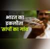 एक ऐसा खतरनाक गांव जहां इंसान और कोबरा दोनों रहते हैं साथ सच्चाई सुन हैरत में पड़ जाएंगे