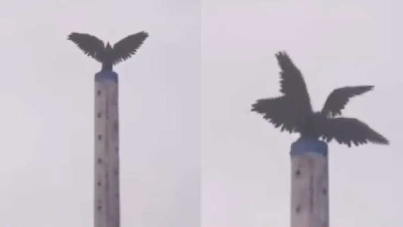 इंदौर में दिखा चार पंखों वाला पक्षी, नजारा देख लोगों के रोंगटे खड़े हो गए, देखें वीडियो