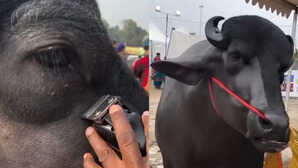 अजब बाजार में बेचने से पहले शख्स ने भैंस का किया ब्यूटी ट्रीटमेंट निखरकर आई ऐसी सुंदरता देखते रह गए लोग