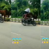 Viral Video Today चलती बाइक से सांड पर शख्स ने लगा दी छलांग फिर जो हुआ उसने माहौल बदल दिया