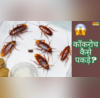 How To Get Rid Of Cockroaches बारिश में बढ़ गया है कॉकरोचों का आतंक बिना मारे छुटकारा पाने के लिए अपनाएं ये उपाय