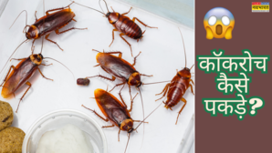 How To Get Rid Of Cockroaches बारिश में बढ़ गया है कॉकरोचों का आतंक बिना मारे छुटकारा पाने के लिए अपनाएं ये उपाय