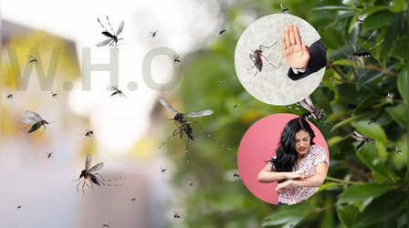 इस कीड़े को आप भी कहेंगे यमराज, भारत में हर साल लाखों लोगों की होती है मौत: WHO