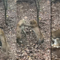 Panther Fight Video लोगों के सामने भिड़ गए दो पैंथर दोनों के बीच चली ऐसी लड़ाई आप भी देखते रह जाएंगे